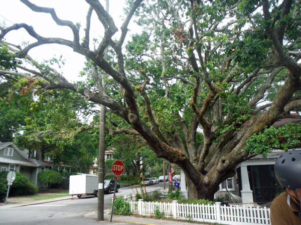 a big tree